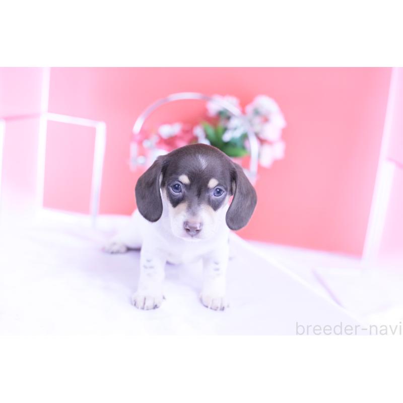 販売中の愛知県のミニチュアダックスフンド(スムースヘアード)-424450の11枚目