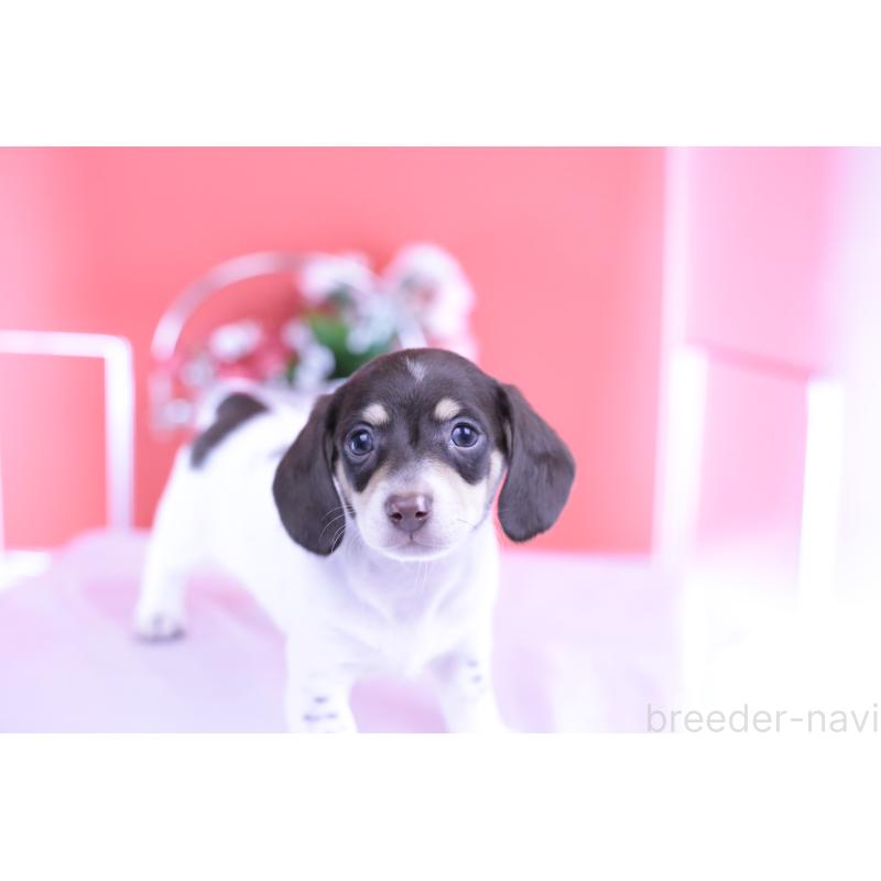 販売中の愛知県のミニチュアダックスフンド(スムースヘアード)-424450の8枚目