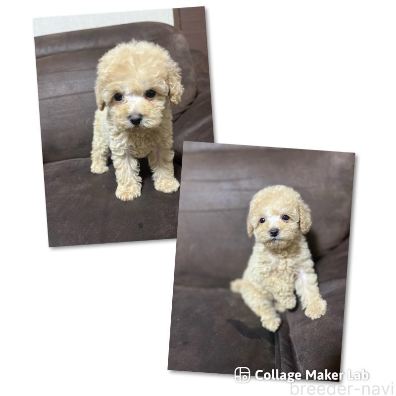 販売中の沖縄県のトイプードル-424449の1枚目