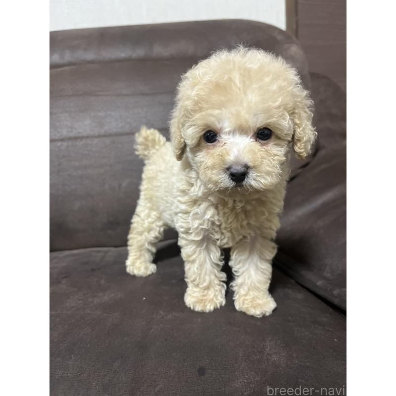 販売中の沖縄県のトイプードル-424449の5枚目