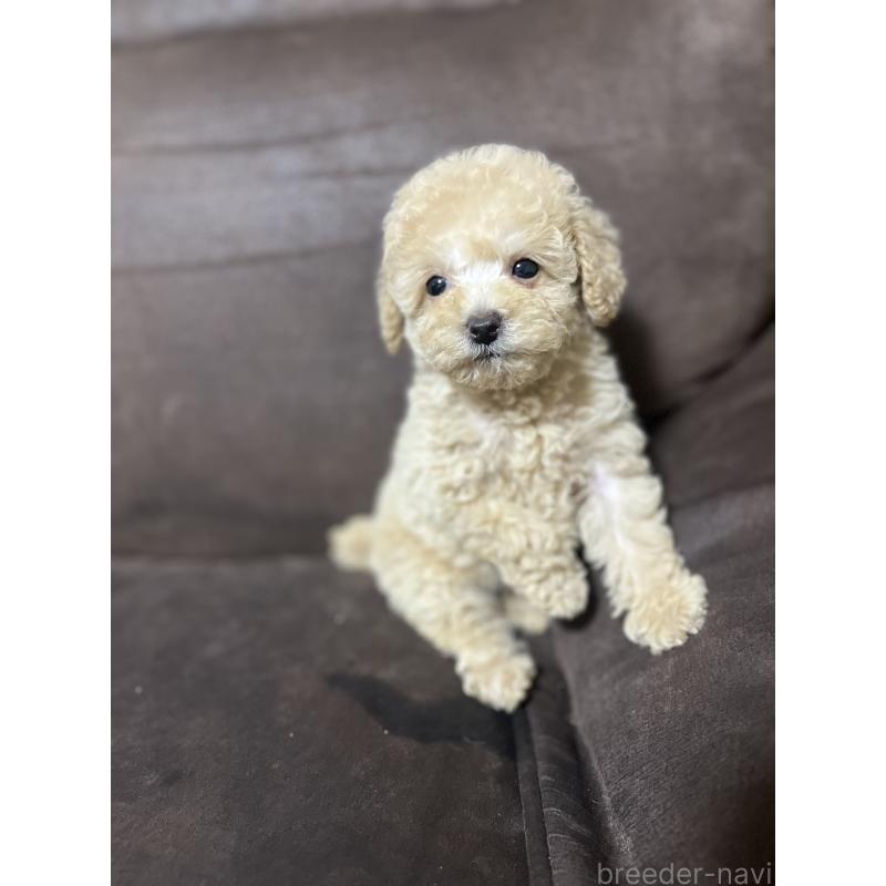 販売中の沖縄県のトイプードル-424449の4枚目