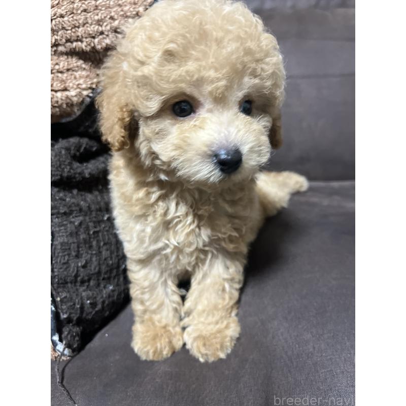 販売中の沖縄県のトイプードル-424449の3枚目
