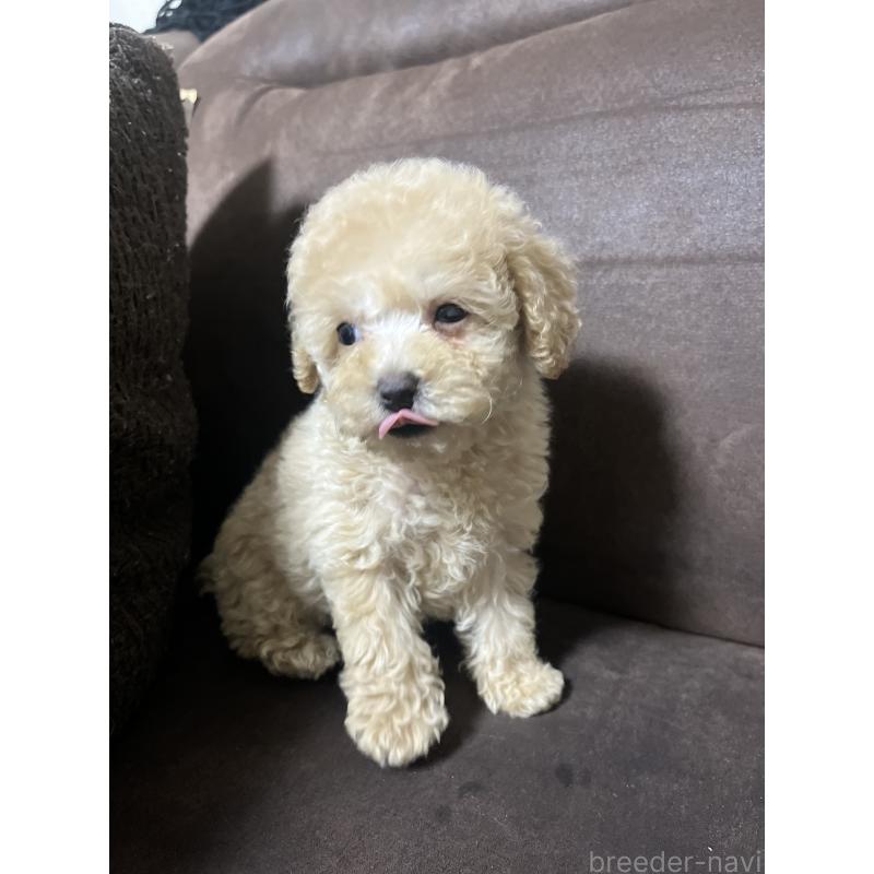 販売中の沖縄県のトイプードル-424449の2枚目