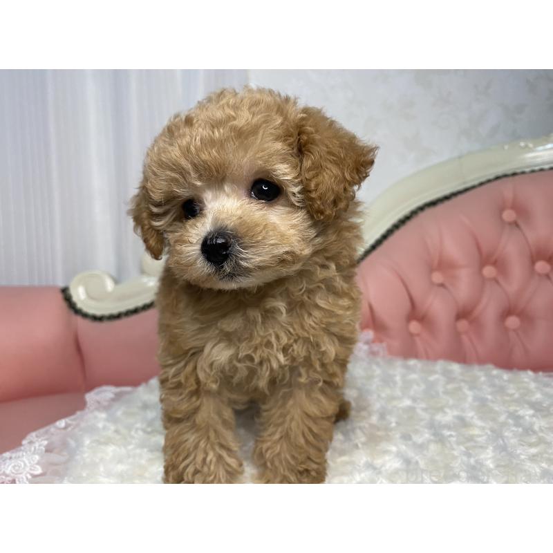 販売中の熊本県のトイプードル-424458の5枚目
