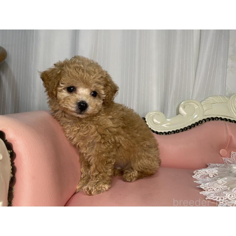 販売中の熊本県のトイプードル-424458の4枚目