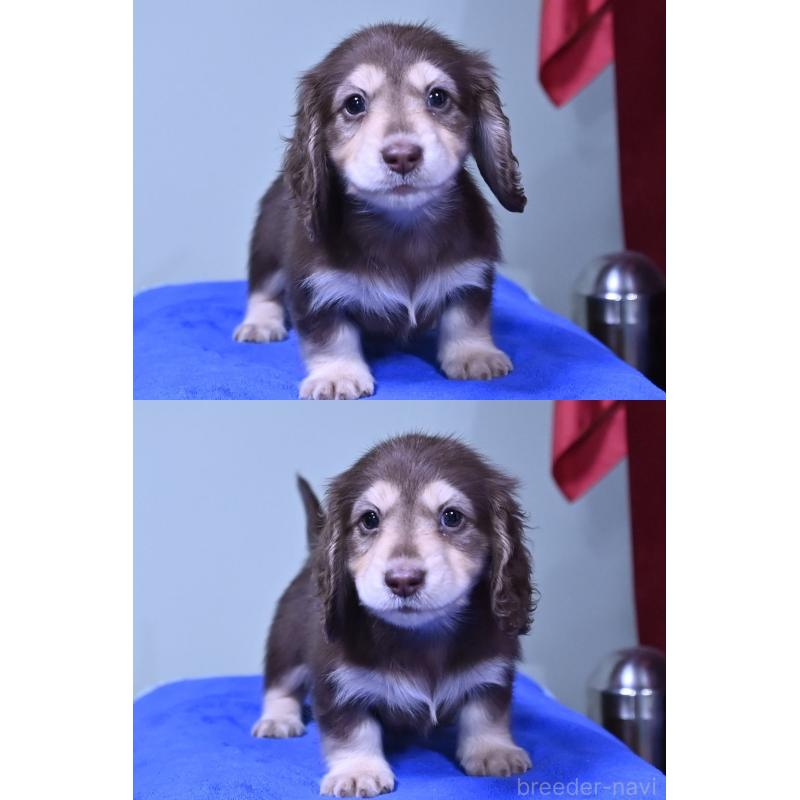 販売中の愛媛県のミニチュアダックスフンド(ロングヘアード)-424447の5枚目