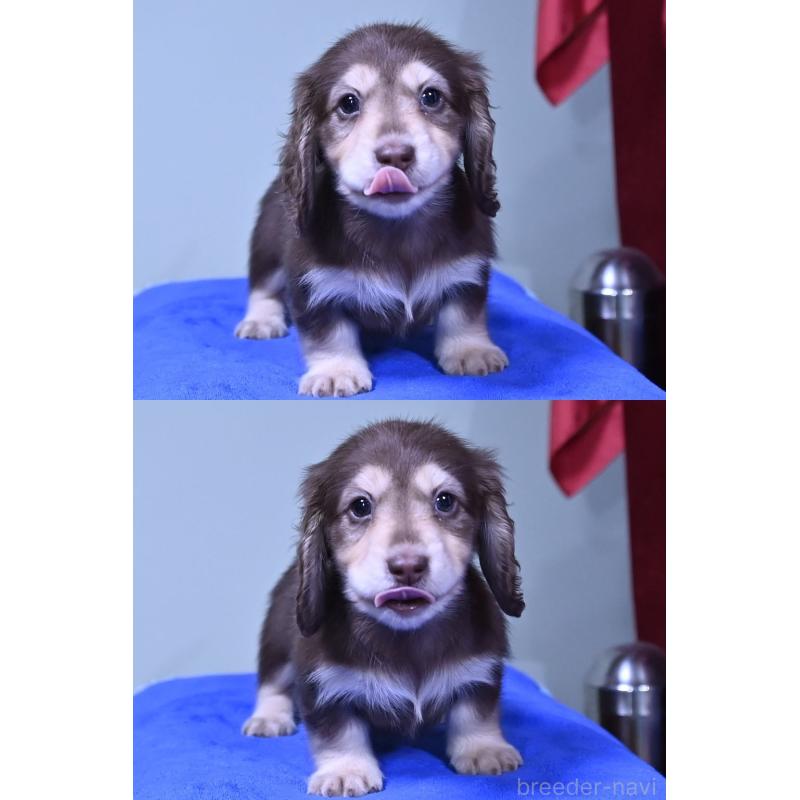 販売中の愛媛県のミニチュアダックスフンド(ロングヘアード)-424447の4枚目