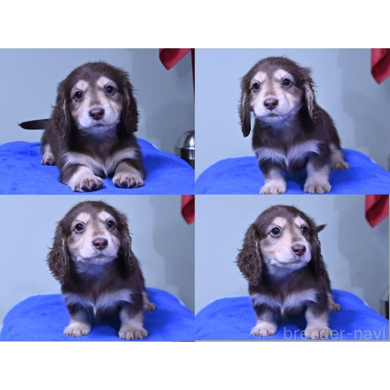 販売中の愛媛県のミニチュアダックスフンド(ロングヘアード)-424447の3枚目