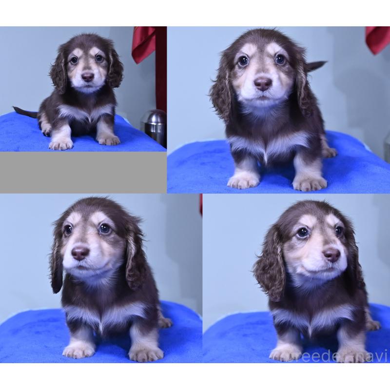 販売中の愛媛県のミニチュアダックスフンド(ロングヘアード)-424447の2枚目