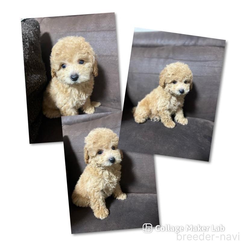 販売中の沖縄県のトイプードル-414980の1枚目