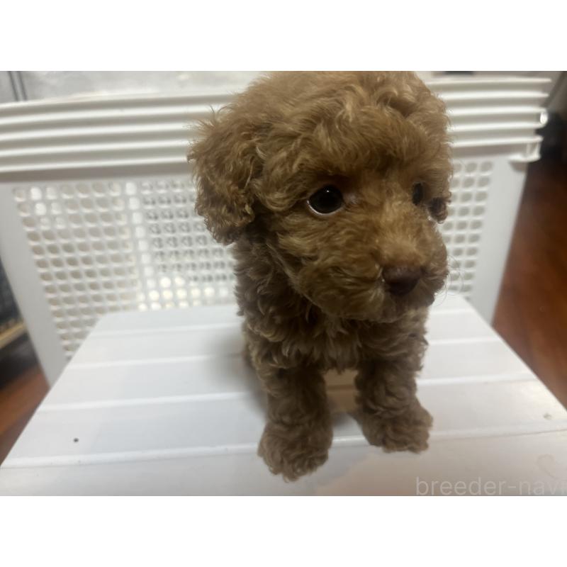 販売中の沖縄県のトイプードル-424454の5枚目