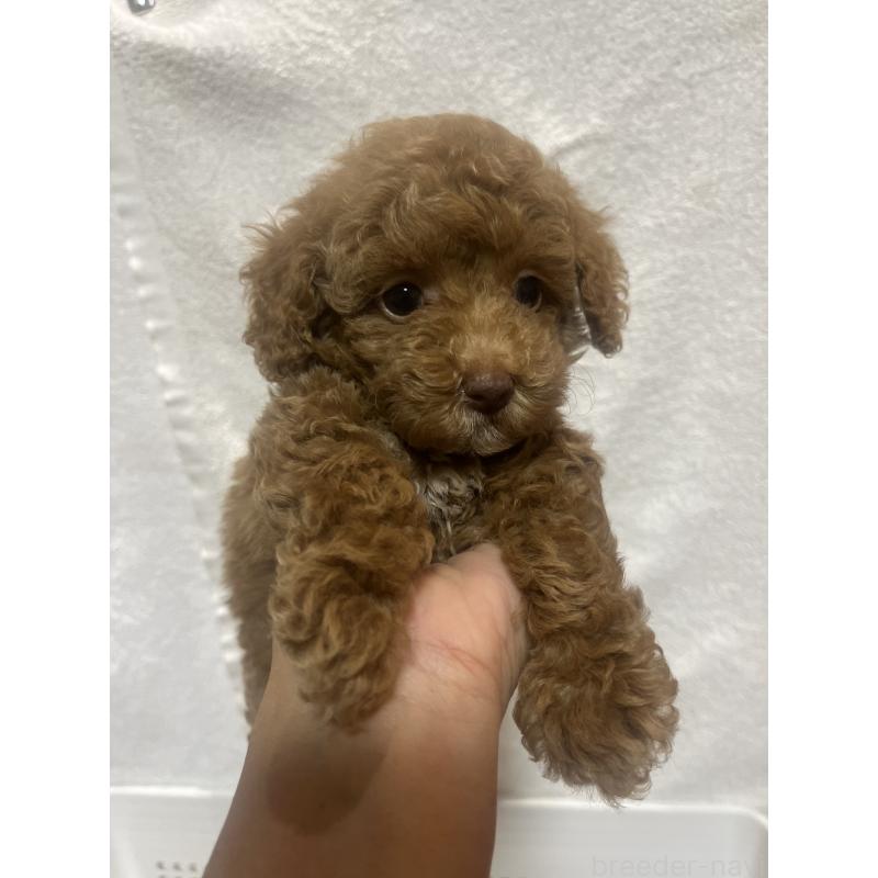 販売中の沖縄県のトイプードル-424454の4枚目