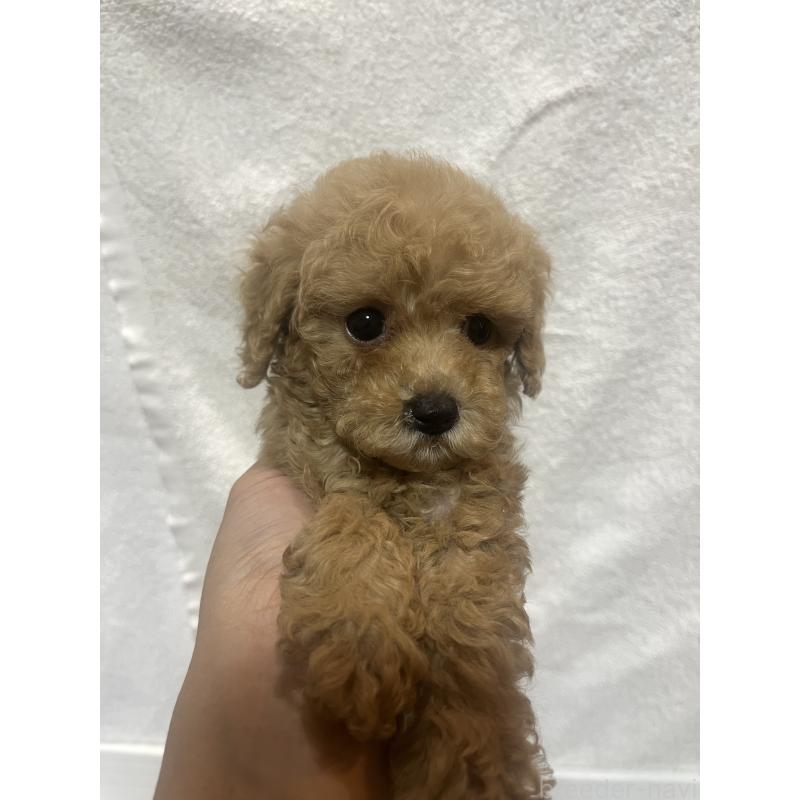 販売中の沖縄県のトイプードル-424454の3枚目