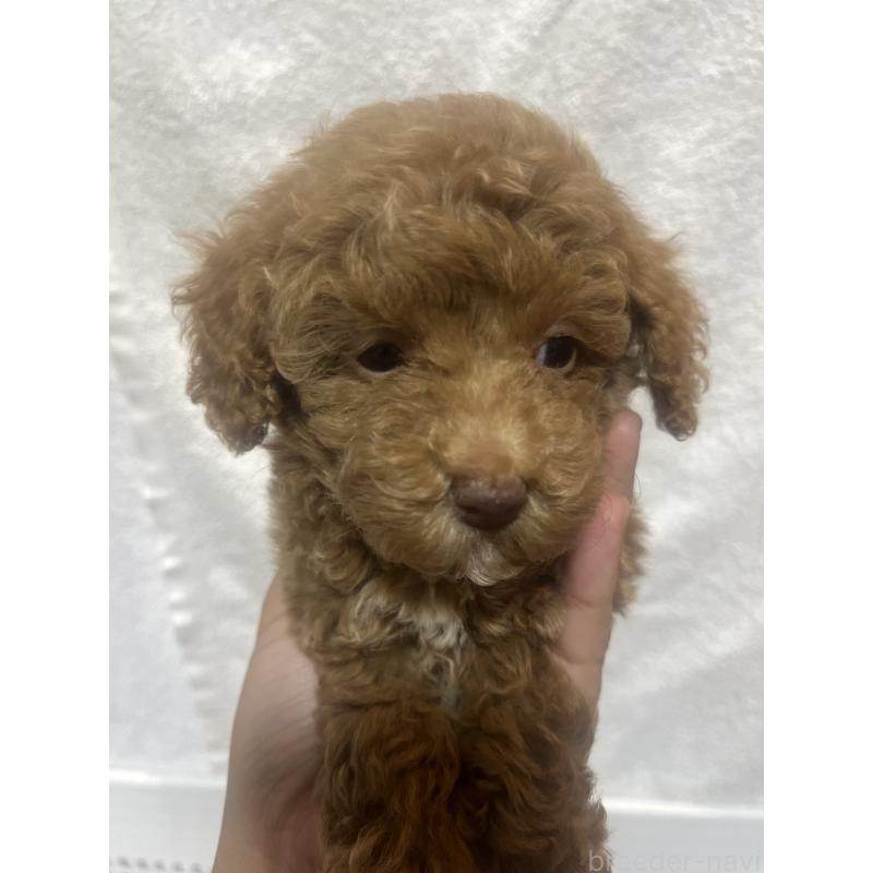 販売中の沖縄県のトイプードル-424454の2枚目