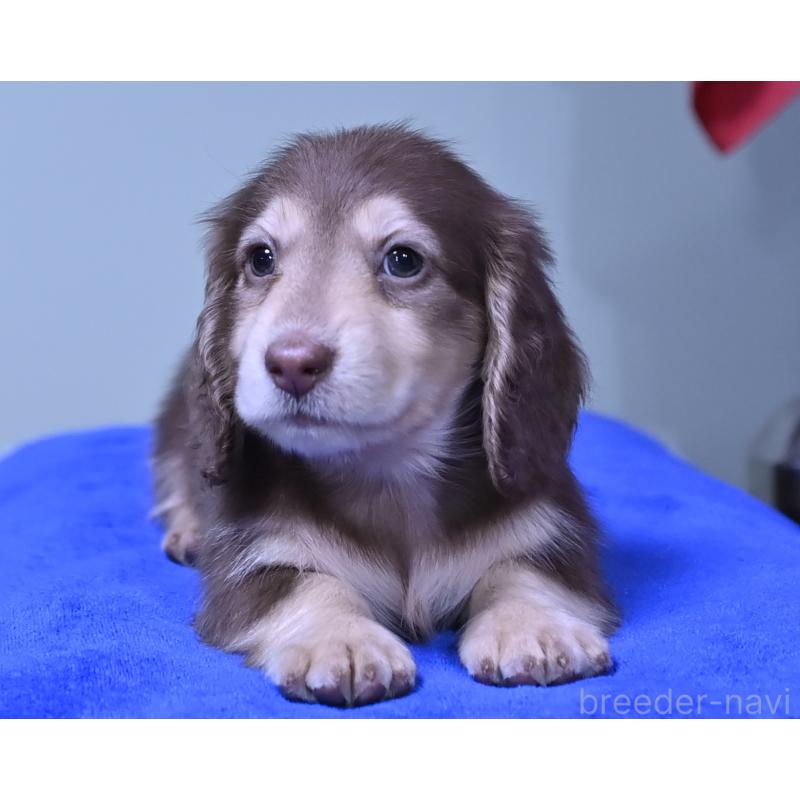 成約済の愛媛県のミニチュアダックスフンド(ロングヘアード)-424453の5枚目