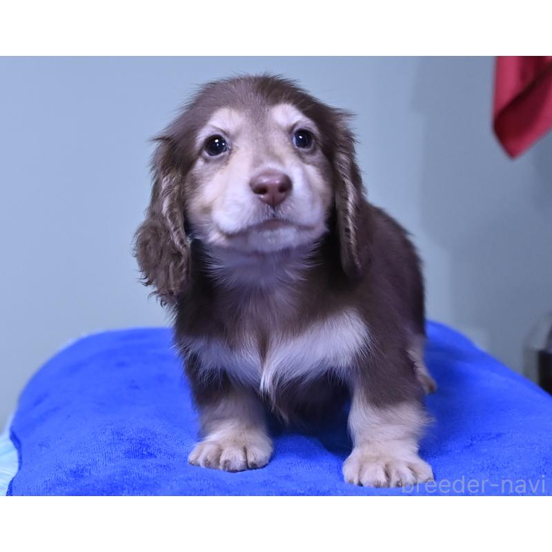 成約済の愛媛県のミニチュアダックスフンド(ロングヘアード)-424453の4枚目