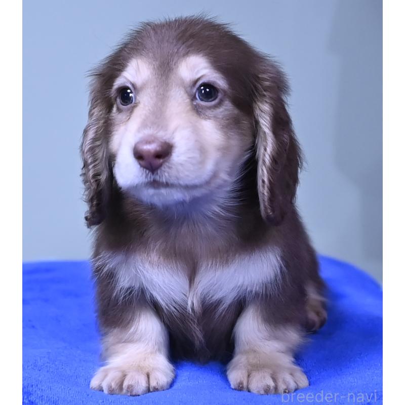 成約済の愛媛県のミニチュアダックスフンド(ロングヘアード)-424453の3枚目