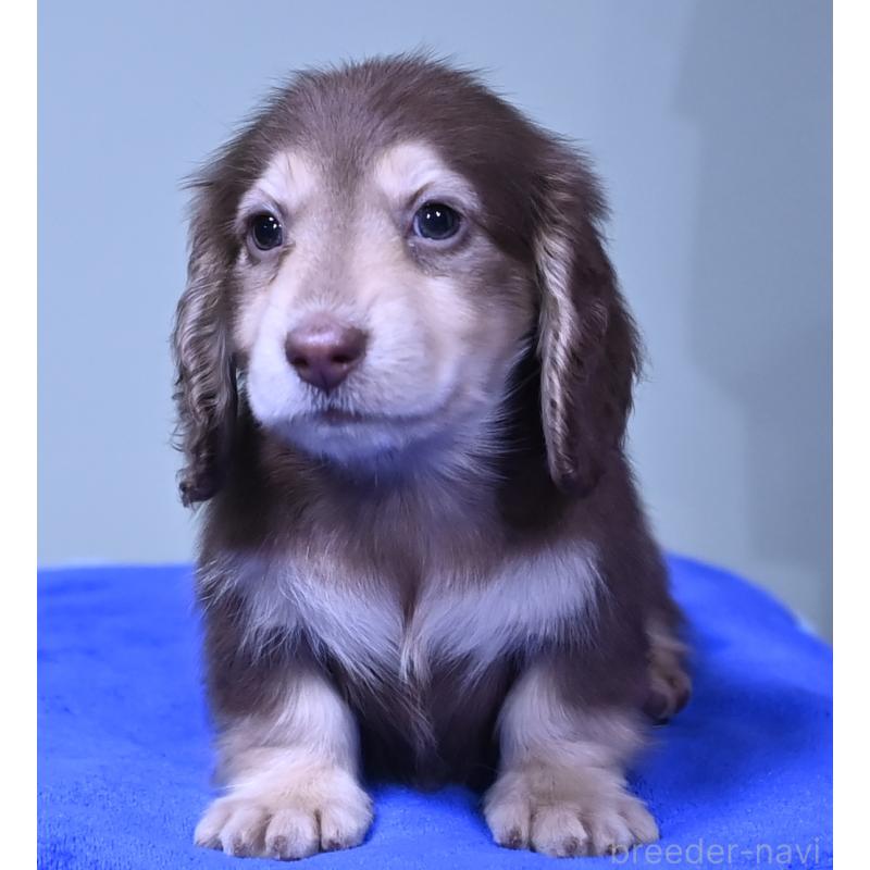 成約済の愛媛県のミニチュアダックスフンド(ロングヘアード)-424453の2枚目