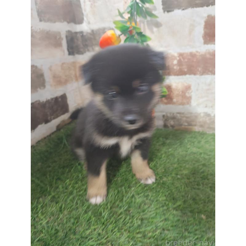 販売中の鹿児島県の柴犬-424416の4枚目