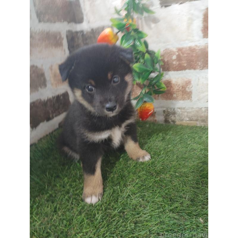 販売中の鹿児島県の柴犬-424416の3枚目