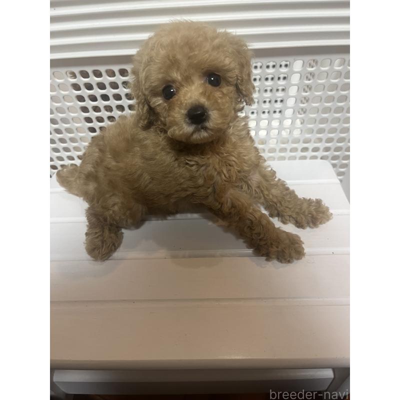 販売中の沖縄県のトイプードル-424455の4枚目