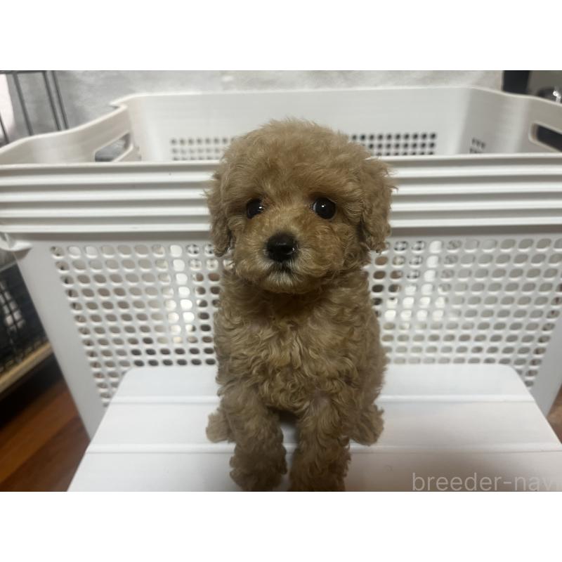 販売中の沖縄県のトイプードル-424455の3枚目