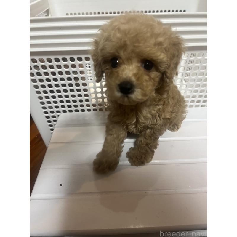 販売中の沖縄県のトイプードル-424455の2枚目