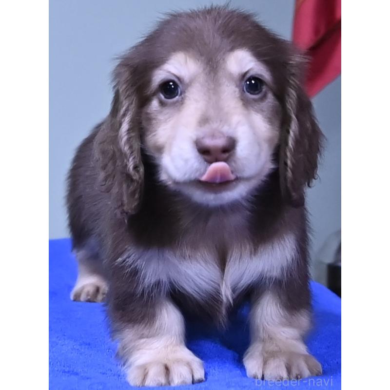 成約済の愛媛県のミニチュアダックスフンド(ロングヘアード)-424456の5枚目