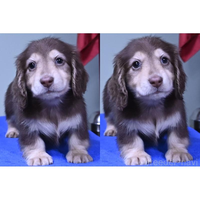 成約済の愛媛県のミニチュアダックスフンド(ロングヘアード)-424456の4枚目