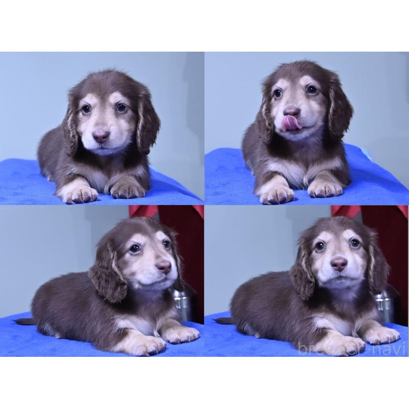 成約済の愛媛県のミニチュアダックスフンド(ロングヘアード)-424456の3枚目