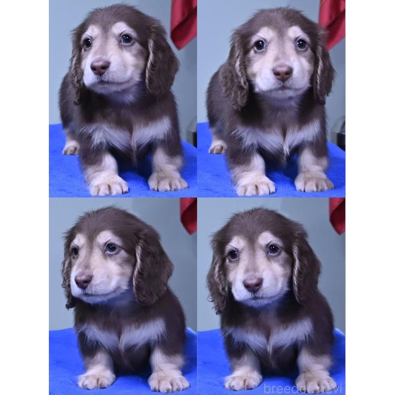 成約済の愛媛県のミニチュアダックスフンド(ロングヘアード)-424456の2枚目