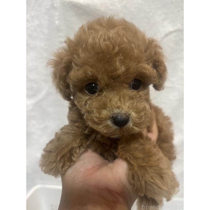 販売中の沖縄県のトイプードル-424459の6枚目