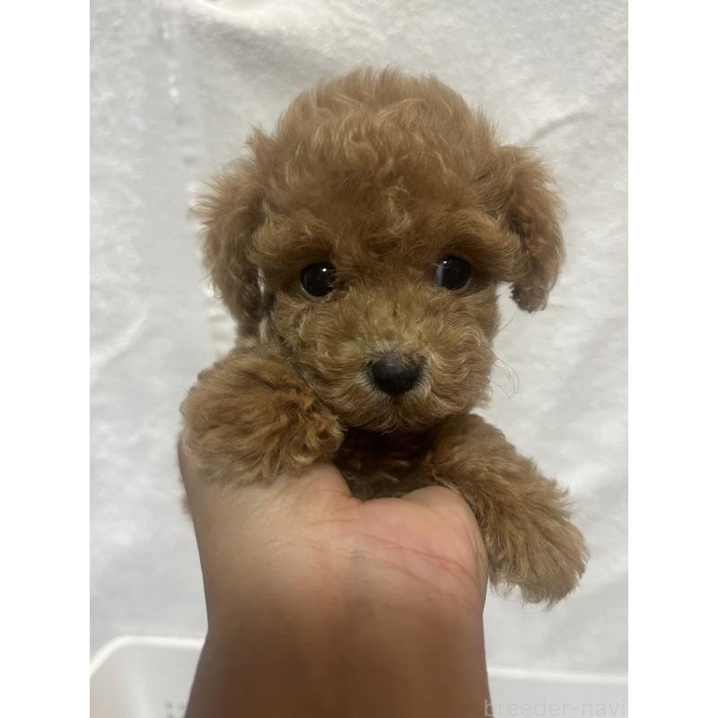販売中の沖縄県のトイプードル-424459の5枚目