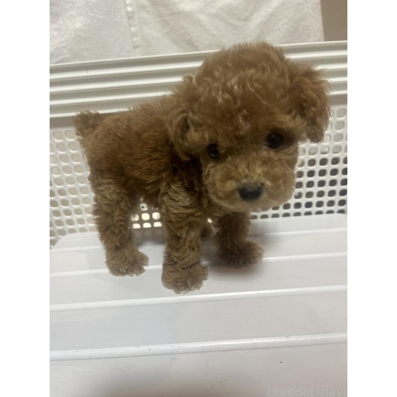 販売中の沖縄県のトイプードル-424459の4枚目