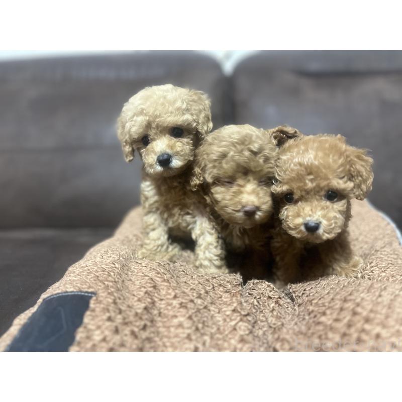 販売中の沖縄県のトイプードル-424459の3枚目