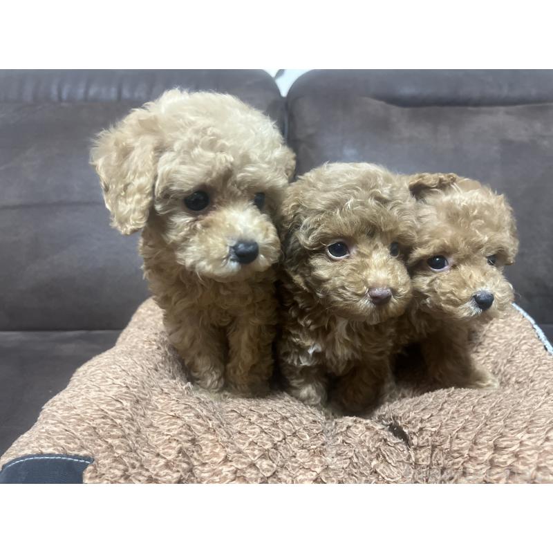 販売中の沖縄県のトイプードル-424459の2枚目