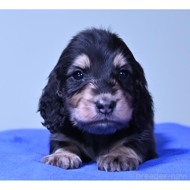 販売中の愛媛県のミニチュアダックスフンド(ロングヘアード)-424461の9枚目