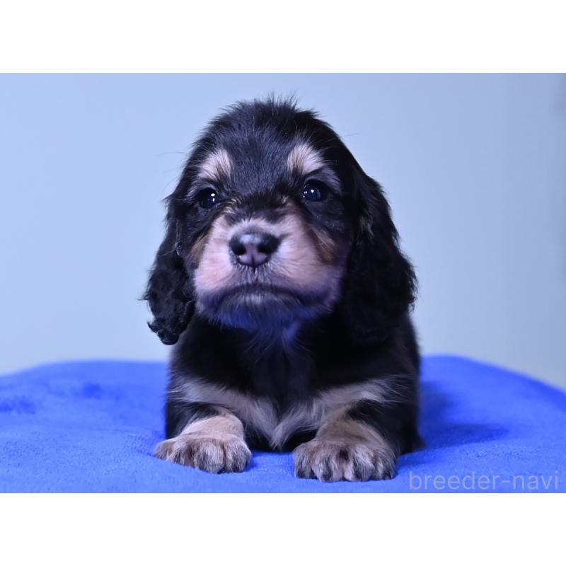 販売中の愛媛県のミニチュアダックスフンド(ロングヘアード)-424461の8枚目