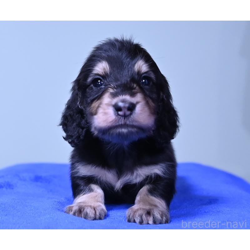 販売中の愛媛県のミニチュアダックスフンド(ロングヘアード)-424461の7枚目