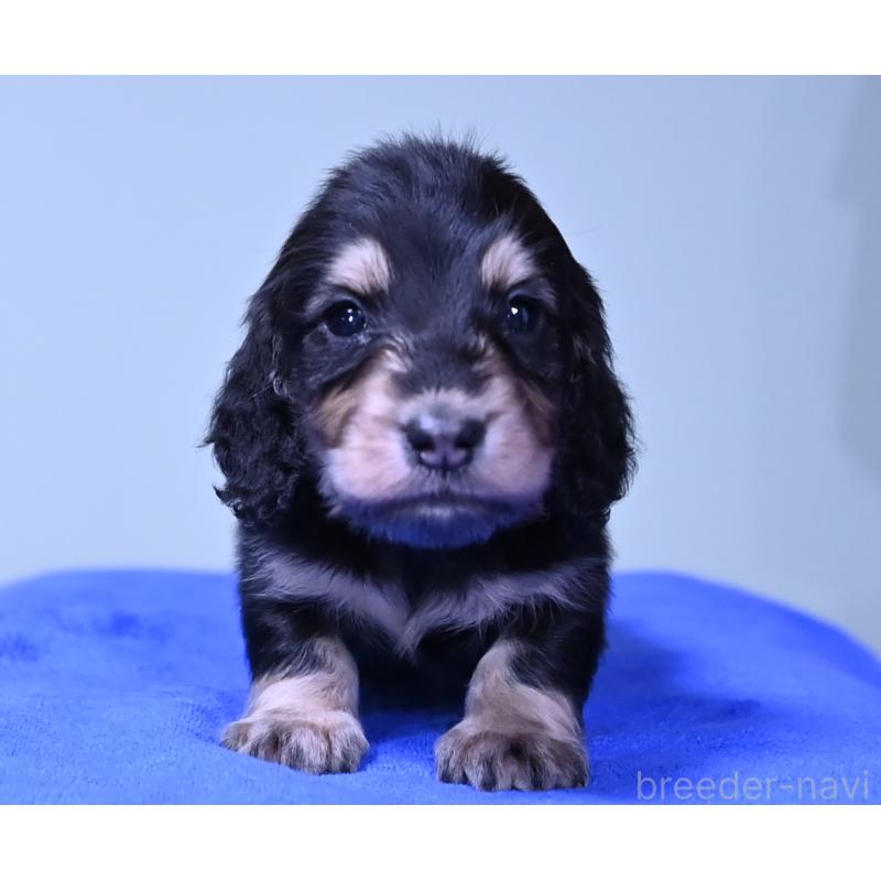 販売中の愛媛県のミニチュアダックスフンド(ロングヘアード)-424461の6枚目