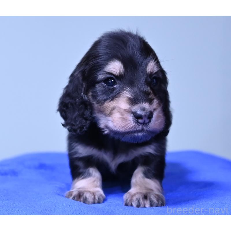 販売中の愛媛県のミニチュアダックスフンド(ロングヘアード)-424461の5枚目