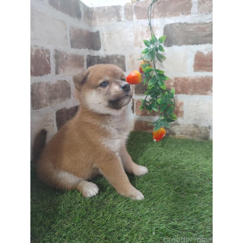 販売中の鹿児島県の柴犬-424417の4枚目