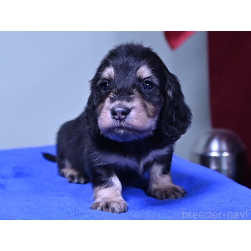 販売中の愛媛県のミニチュアダックスフンド(ロングヘアード)-424461の4枚目