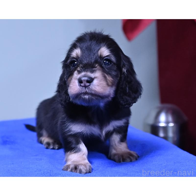 販売中の愛媛県のミニチュアダックスフンド(ロングヘアード)-424461の3枚目