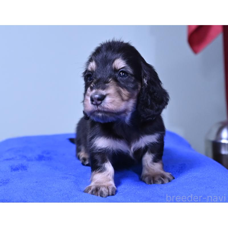 販売中の愛媛県のミニチュアダックスフンド(ロングヘアード)-424461の2枚目