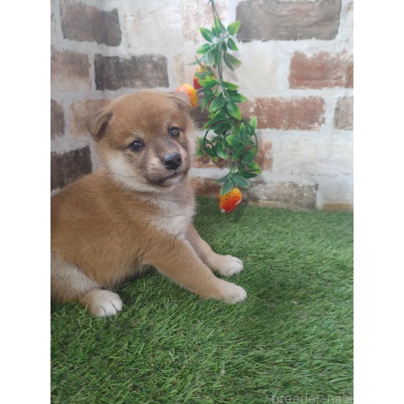 販売中の鹿児島県の柴犬-424417の3枚目