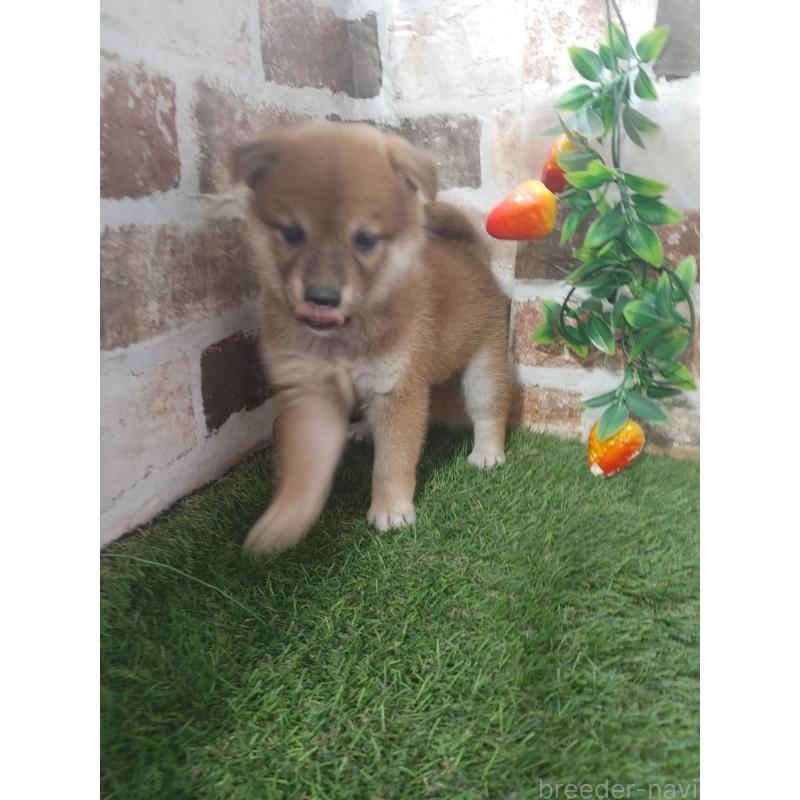 販売中の鹿児島県の柴犬-424417の2枚目