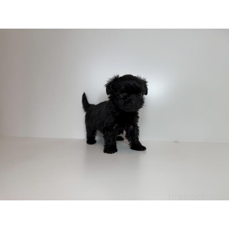 販売中の広島県のチワプー:チワワ×トイプードル-424462の3枚目