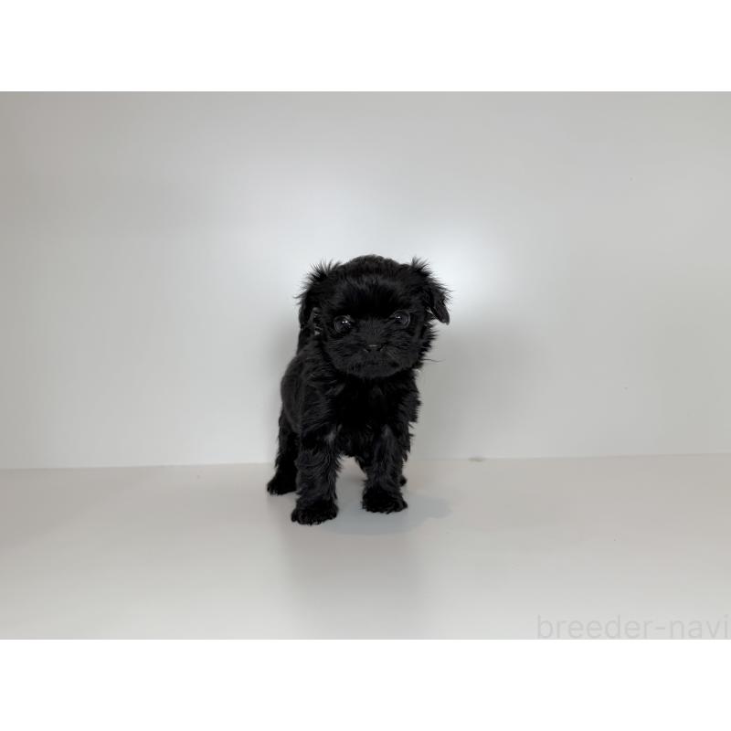 販売中の広島県のチワプー:チワワ×トイプードル-424462の2枚目