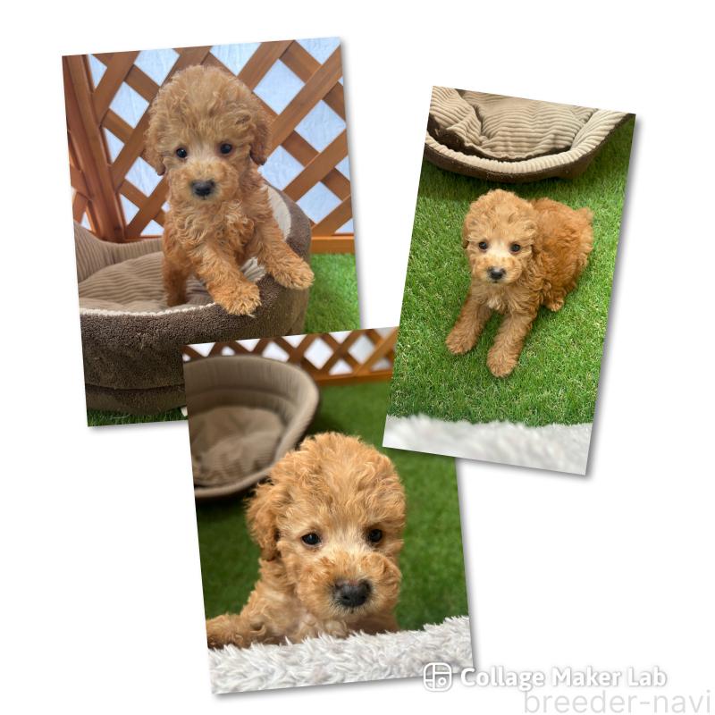 販売中の沖縄県のトイプードル-424464